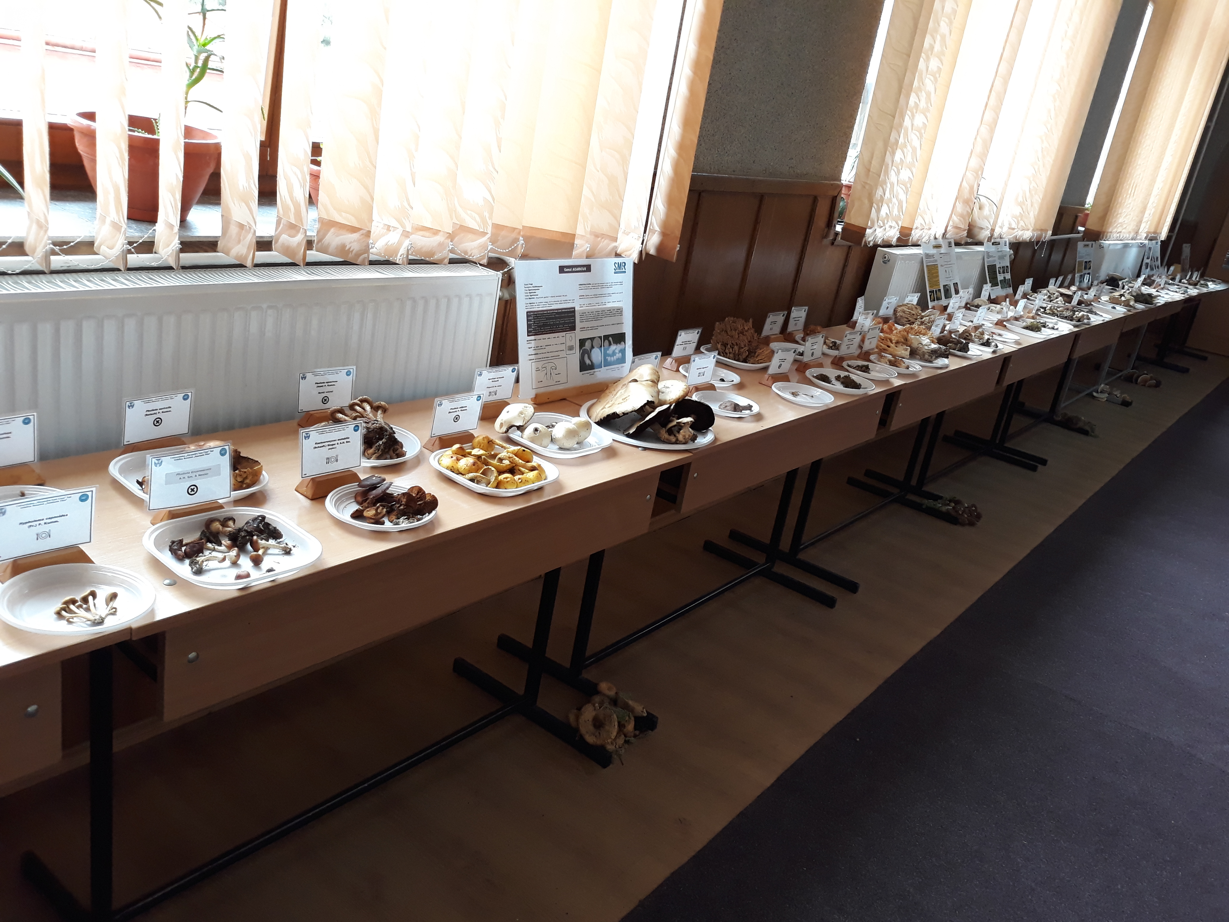 Tabăra micologică, Ediția a III-a, 20-23 septembrie 2018, Poiana Negri – Județul Suceava